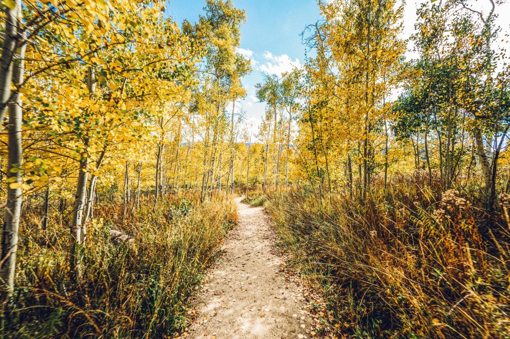A winding dirt path cuts through a vibrant autumn forest filled with golden trees in Grand County Colorado.