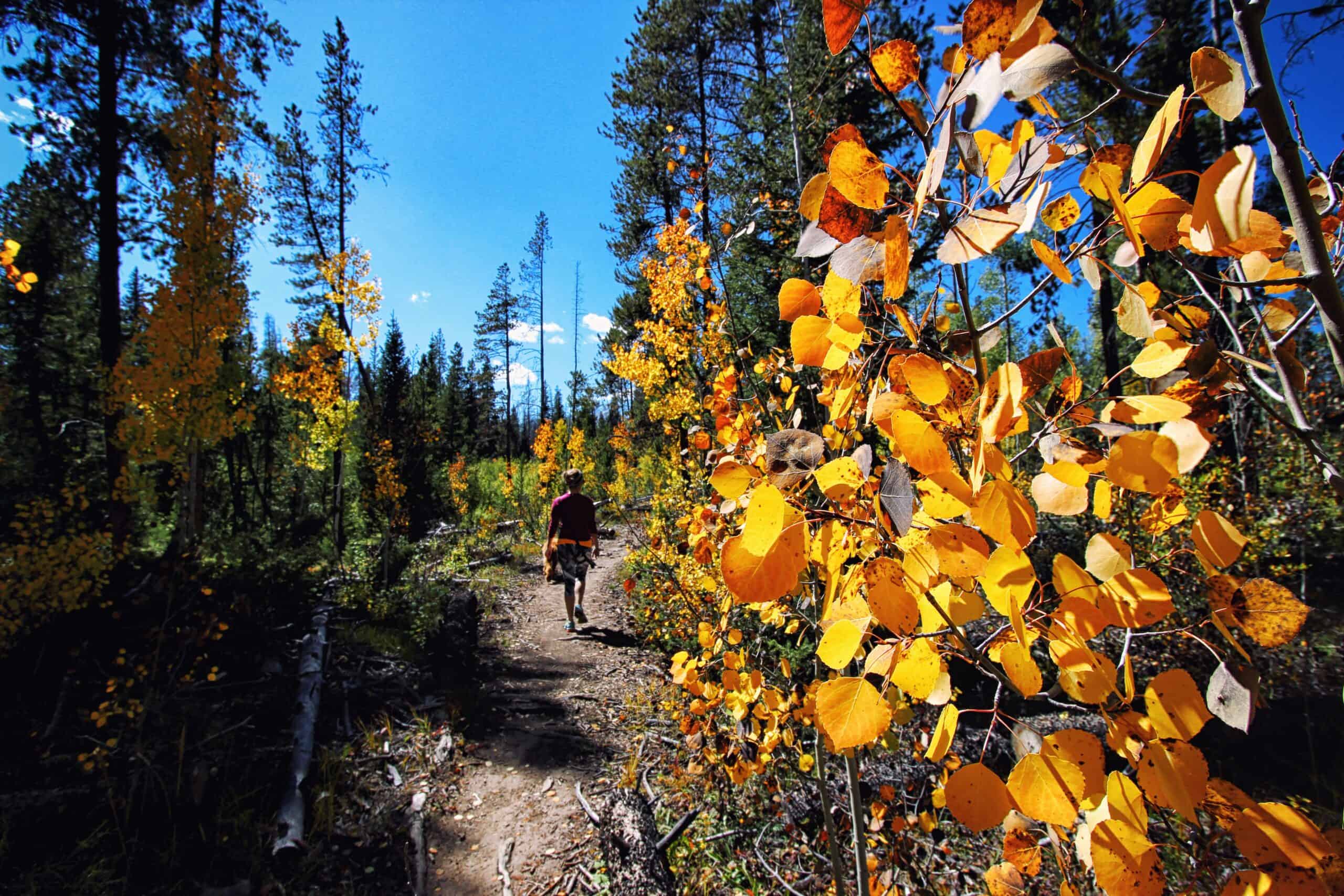 A person riding a bike through a forest.