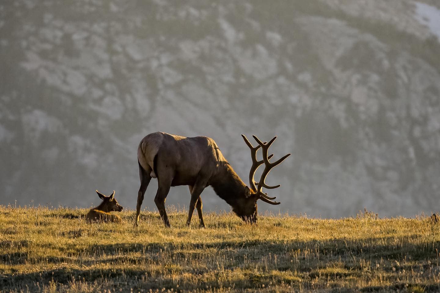 A bull elk grazing in a sunlit meadow with a young calf resting nearby, set against the rugged mountains in Rocky Mountain National Park during the fall season.