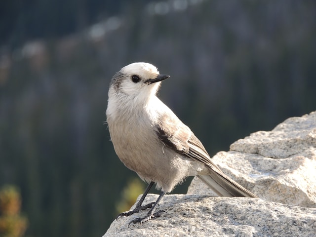 A gray jay perches on a rock with a blurred mountain forest in the background.
