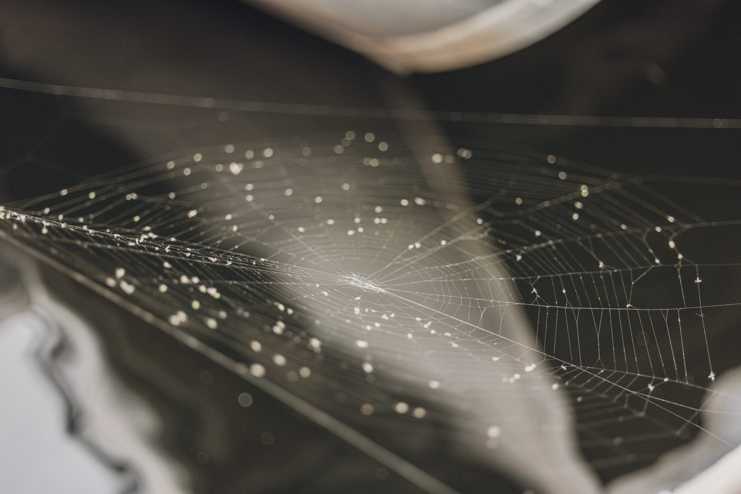A close-up of a spider web glistening with dew drops on a dark background in Grand County Colorado.