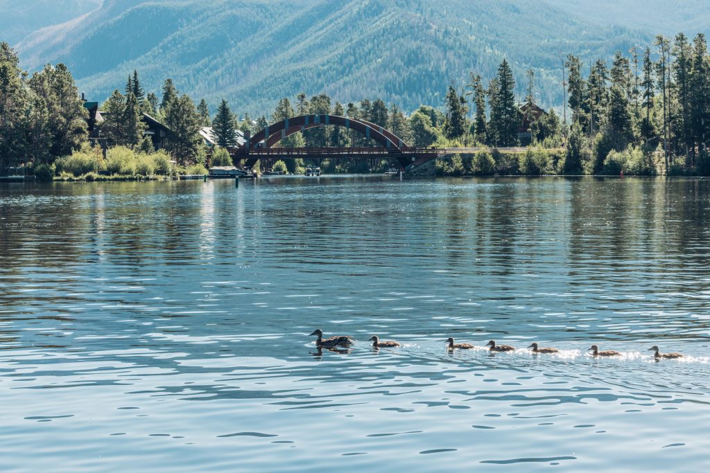 Ducks swimming across the water at Trail Ridge Marina with a wooden bridge, trees, and mountains in the background.