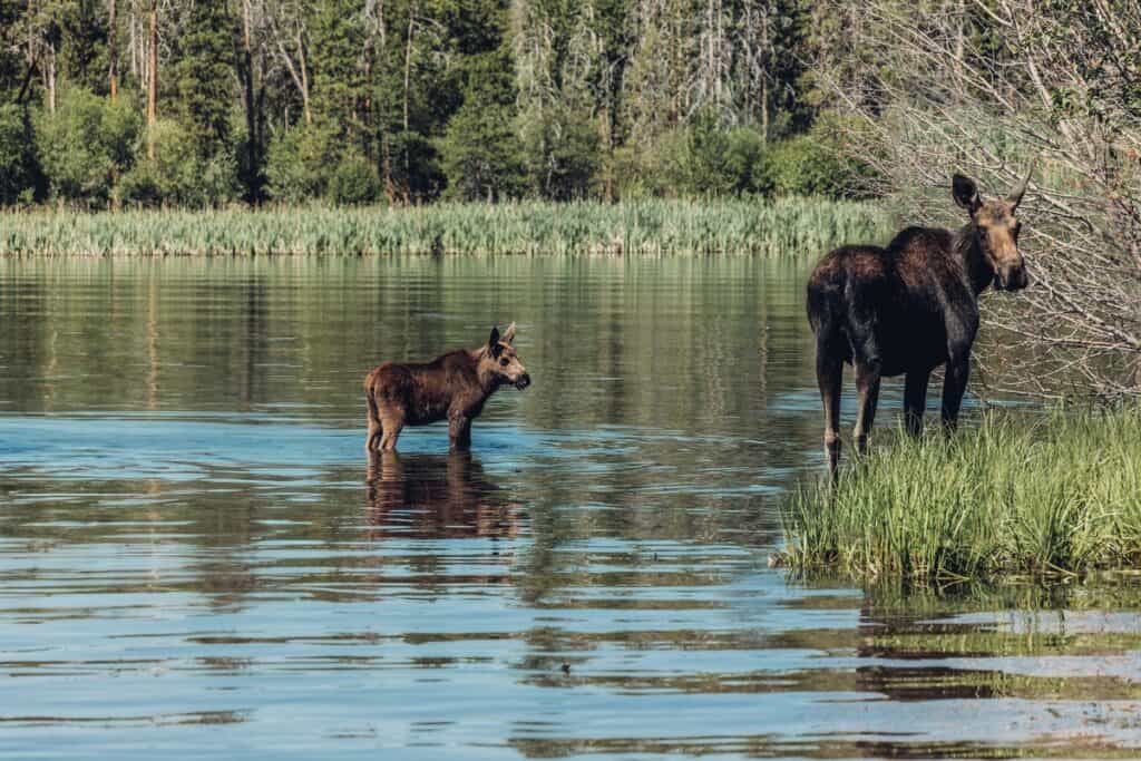 A moose and its calf standing on the edge of Monarch Lake surrounded by lush greenery.