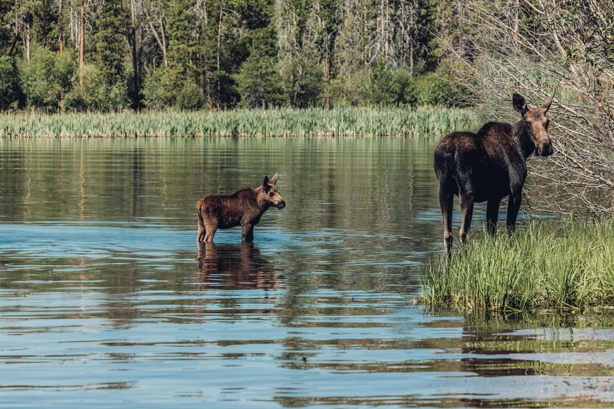 A moose and its calf standing on the edge of Monarch Lake surrounded by lush greenery.