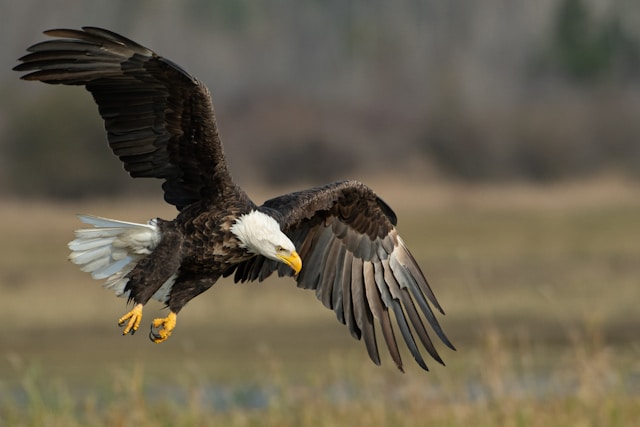 A majestic bald eagle soars through the air with wings spread wide in Grand County Colorado.